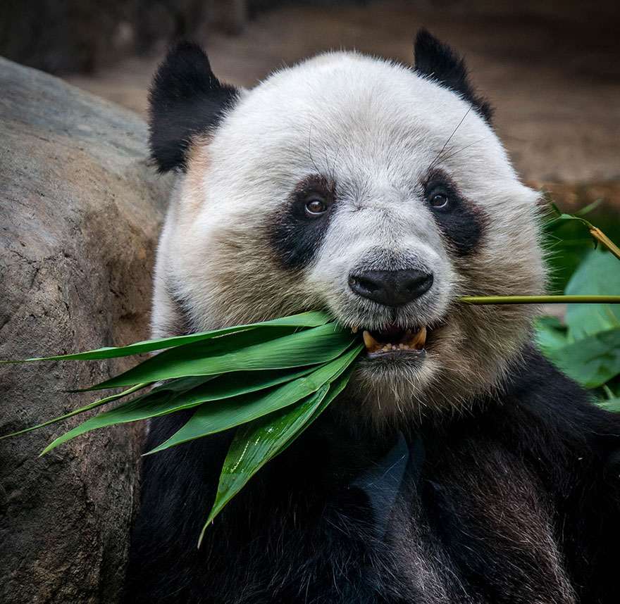 panda bear chewing on a bamboo grass