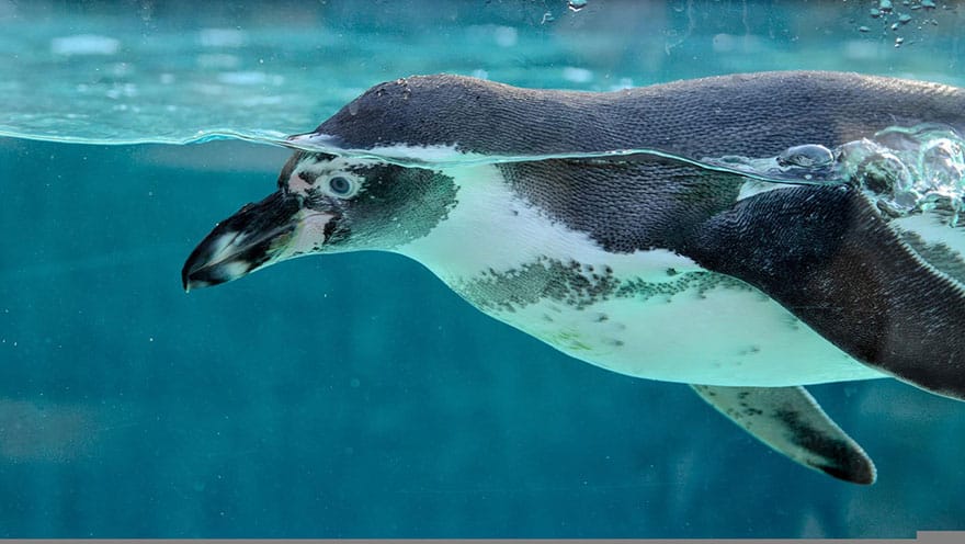 Penguin swimming in the water