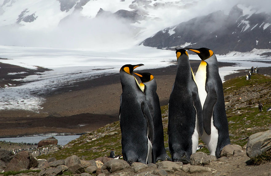 group of penguins standing on a pile of rocks
