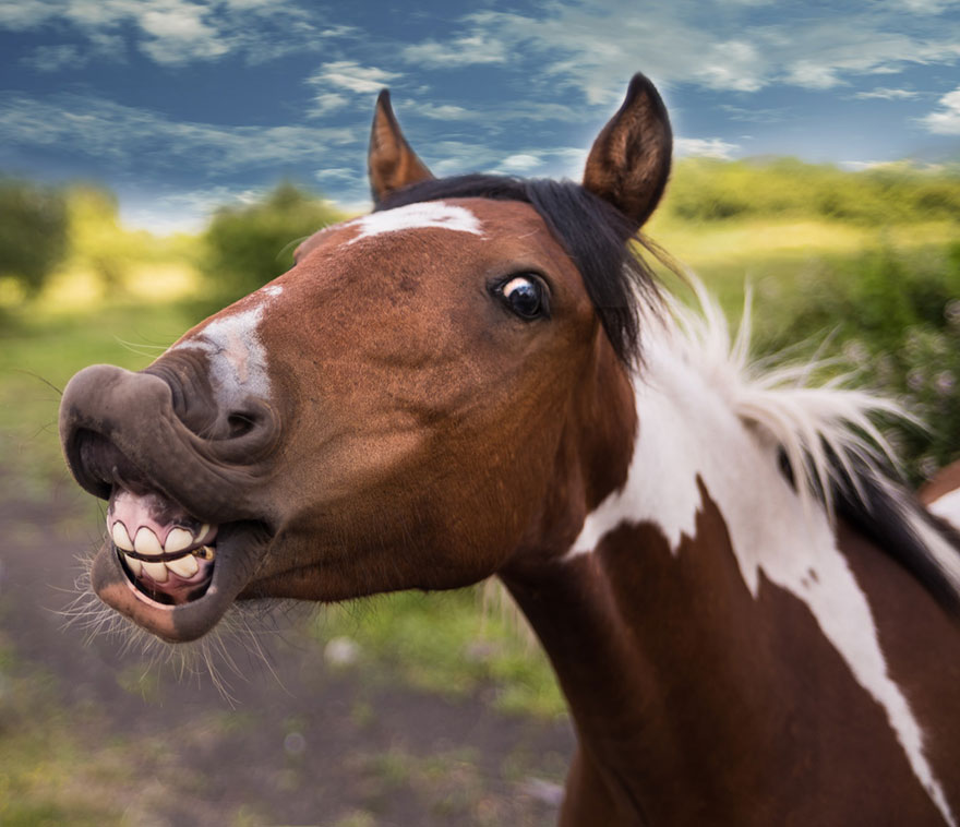 horse laughing with his teeth out
